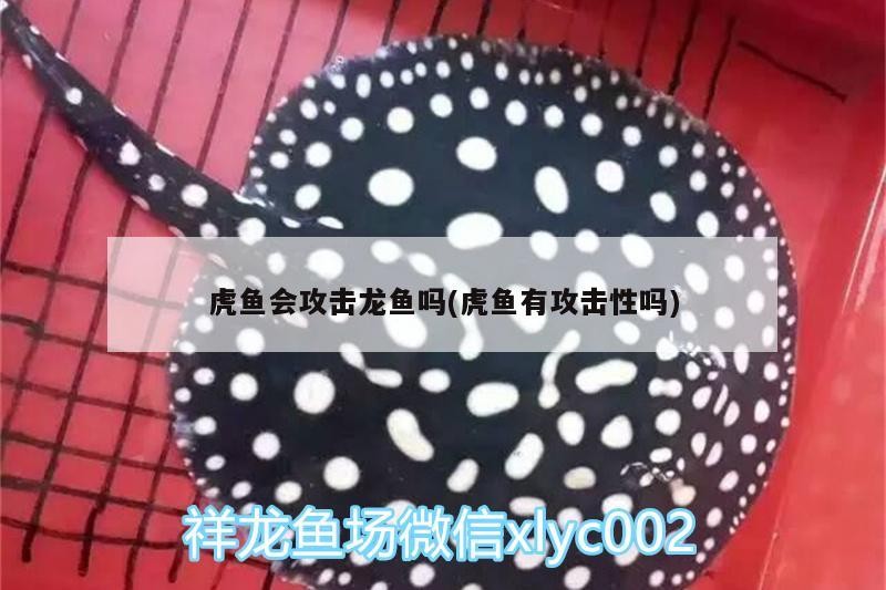 金龍魚 虎魚會攻擊龍魚嗎(虎魚有攻擊性嗎) 虎魚百科 虎魚會攻擊龍魚嗎(虎魚有攻擊性嗎) 虎魚會攻擊龍魚嗎(虎魚有攻擊性嗎) 虎魚百科