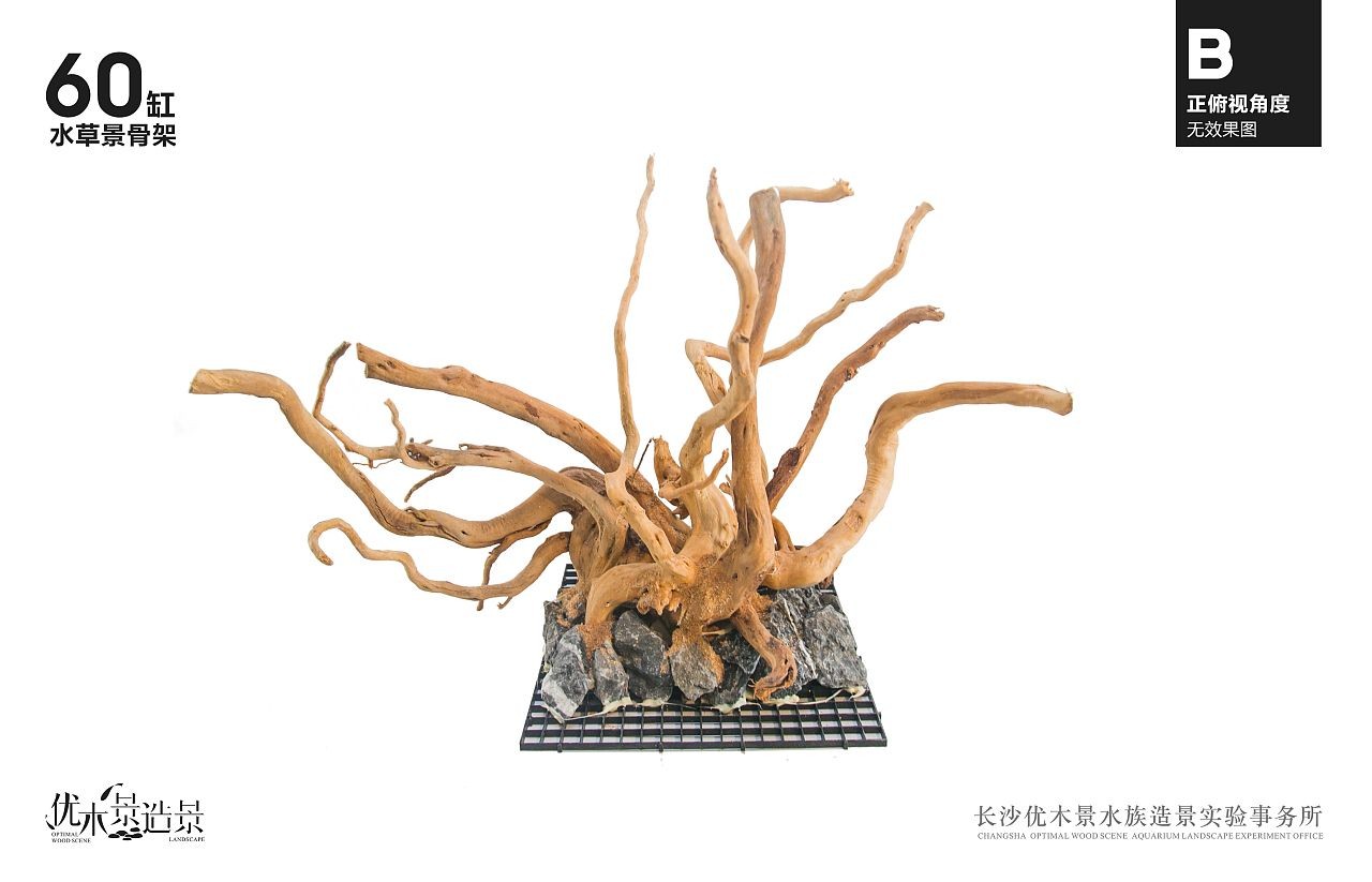 杜鵑藤魚(yú)缸造景效果圖：杜鵑根在魚(yú)缸造景中的應(yīng)用