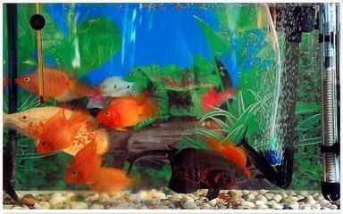 紅龍魚幼苗用臭氧可以嗎：紅龍魚幼苗可以使用臭氧之前，我們需要了解臭氧在水產(chǎn)中的作用 紅龍魚幼苗用臭氧可以嗎：紅龍魚幼苗可以使用臭氧之前，我們需要了解臭氧在水產(chǎn)中的作用 紅龍魚百科 第3張