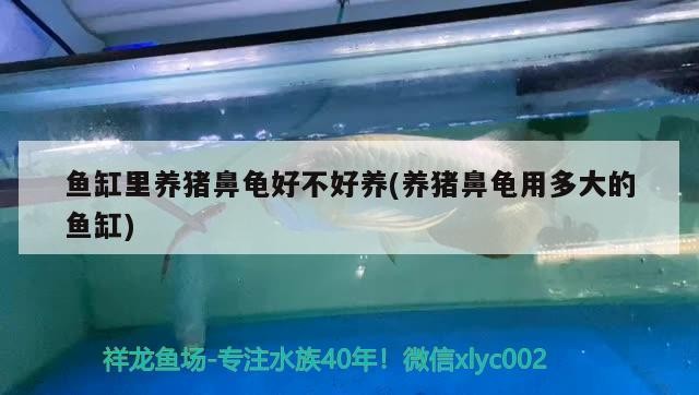 魚缸里養豬鼻龜好不好養(養豬鼻龜用多大的魚缸) 魚缸里養豬鼻龜好不好養(養豬鼻龜用多大的魚缸) 豬鼻龜百科