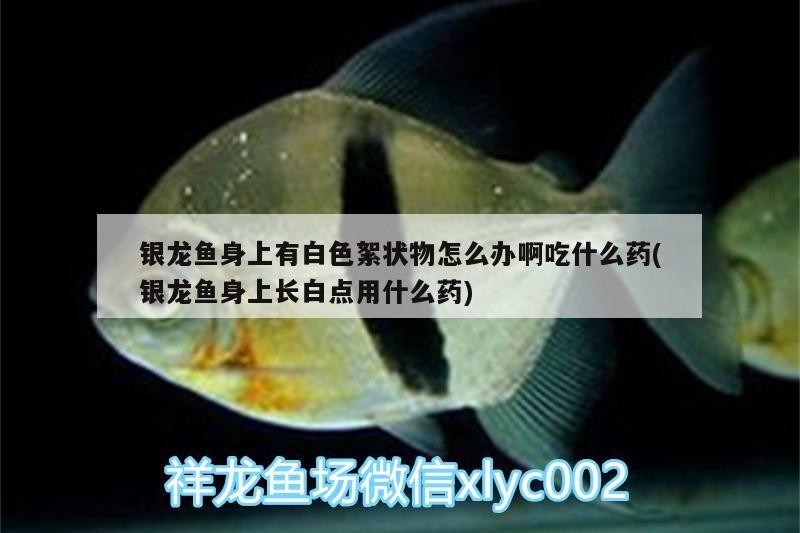 銀龍魚身上有白色絮狀物怎么辦啊吃什么藥(銀龍魚身上長白點用什么藥) 銀龍魚身上有白色絮狀物怎么辦啊吃什么藥(銀龍魚身上長白點用什么藥) 銀龍魚百科