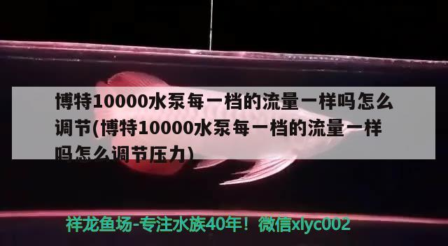 紅龍魚用黃燈烤有用嗎 博特10000水泵每一檔的流量一樣嗎怎么調(diào)節(jié)(博特10000水泵每一檔的流量一樣嗎怎么調(diào)節(jié)壓力) 博特水族 博特10000水泵每一檔的流量一樣嗎怎么調(diào)節(jié)(博特10000水泵每一檔的流量一樣嗎怎么調(diào)節(jié)壓力) 博特10000水泵每一檔的流量一樣嗎怎么調(diào)節(jié)(博特10000水泵每一檔的流量一樣嗎怎么調(diào)節(jié)壓力) 博特水族
