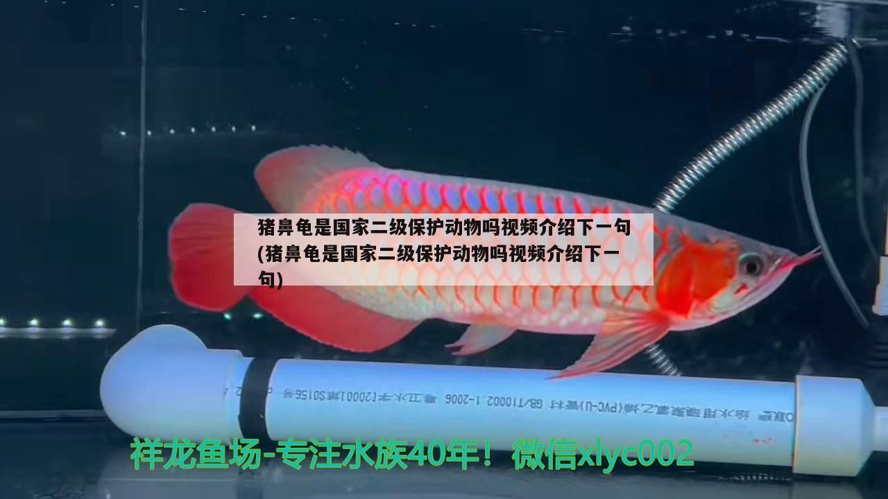 豬鼻龜是國家二級(jí)保護(hù)動(dòng)物嗎視頻介紹下一句(豬鼻龜是國家二級(jí)保護(hù)動(dòng)物嗎視頻介紹下一句)