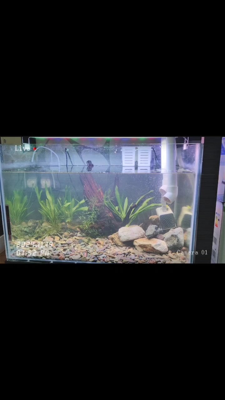 我的虎魚真菌感染了要怎么處理 哈哈哈 龍魚論壇 哈哈哈 哈哈哈 龍魚論壇