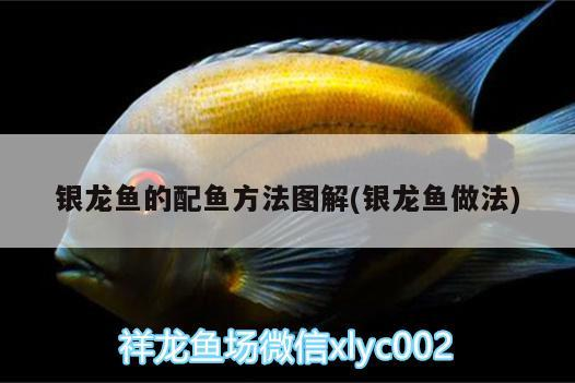 銀龍魚的配魚方法圖解(銀龍魚做法)