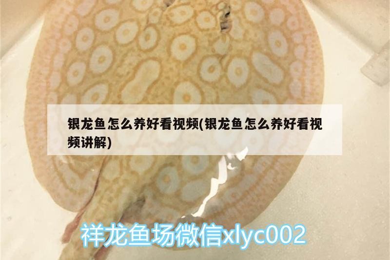 銀龍魚怎么養好看視頻(銀龍魚怎么養好看視頻講解)