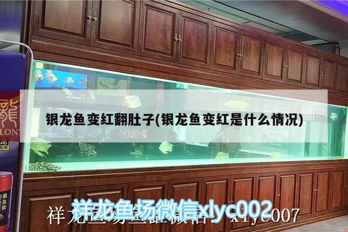 銀龍魚變紅翻肚子(銀龍魚變紅是什么情況)