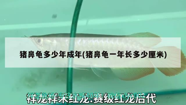豬鼻龜多少年成年(豬鼻龜一年長(zhǎng)多少厘米)