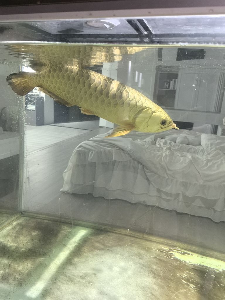 龍魚爛尾，早幾日不會就是吃了新買回來的一批小魚就搞成這個樣子了，求大神指導。。怎么解決，目前應急辦法加溫加鹽加黃粉了 龍魚爛尾，早幾日不會就是吃了新買回來的一批小魚就搞成這個樣子了，求大神指導。。怎么解決，目前應急辦法加溫加鹽加黃粉了 龍魚論壇 第1張