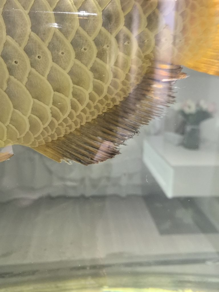 龍魚爛尾，早幾日不會就是吃了新買回來的一批小魚就搞成這個樣子了，求大神指導。。怎么解決，目前應急辦法加溫加鹽加黃粉了 龍魚爛尾，早幾日不會就是吃了新買回來的一批小魚就搞成這個樣子了，求大神指導。。怎么解決，目前應急辦法加溫加鹽加黃粉了 龍魚論壇 第2張