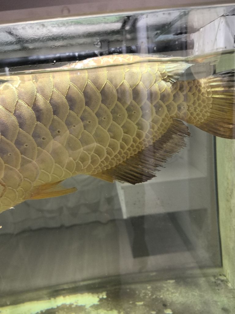 龍魚爛尾，早幾日不會就是吃了新買回來的一批小魚就搞成這個樣子了，求大神指導。。怎么解決，目前應急辦法加溫加鹽加黃粉了 龍魚爛尾，早幾日不會就是吃了新買回來的一批小魚就搞成這個樣子了，求大神指導。。怎么解決，目前應急辦法加溫加鹽加黃粉了 龍魚論壇 第3張