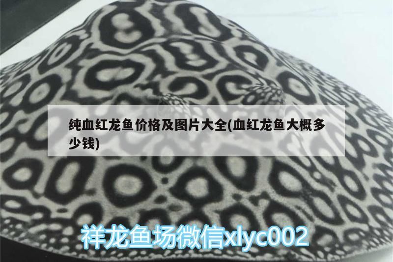 純血紅龍魚(yú)價(jià)格及圖片大全(血紅龍魚(yú)大概多少錢)