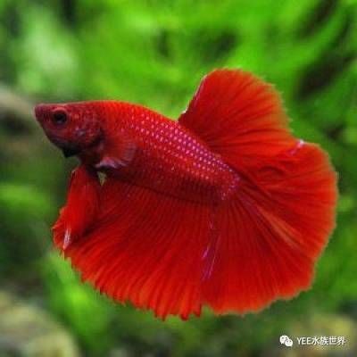 斗魚魚缸制作：斗魚的飼養(yǎng)入門指南