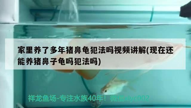 家里養了多年豬鼻龜犯法嗎視頻講解(現在還能養豬鼻子龜嗎犯法嗎)