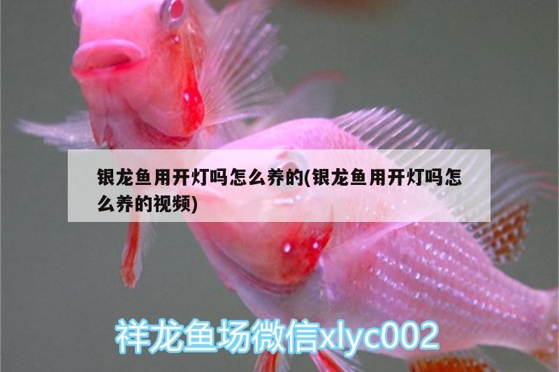 銀龍魚用開燈嗎怎么養的(銀龍魚用開燈嗎怎么養的視頻)