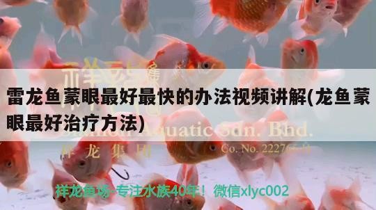 雷龍魚蒙眼最好最快的辦法視頻講解(龍魚蒙眼最好治療方法) 雷龍魚蒙眼最好最快的辦法視頻講解(龍魚蒙眼最好治療方法) 魟魚百科