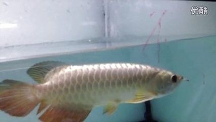 龍魚標準炮彈頭