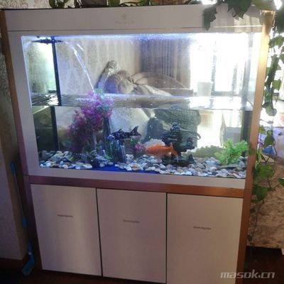彩蝶魚(yú)缸和博特魚(yú)缸哪個(gè)好（彩蝶魚(yú)缸和博特魚(yú)缸哪個(gè)好一點(diǎn)）