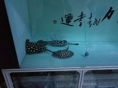 大魚缸側(cè)濾需要裝過濾器嗎？：魚缸過濾器原理是什么魚缸過濾器的原理是什么 大魚缸側(cè)濾需要裝過濾器嗎？：魚缸過濾器原理是什么魚缸過濾器的原理是什么 魚缸百科 第3張