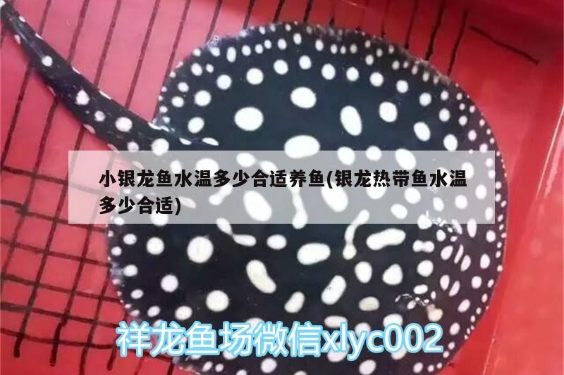 小銀龍魚水溫多少合適養魚(銀龍熱帶魚水溫多少合適)