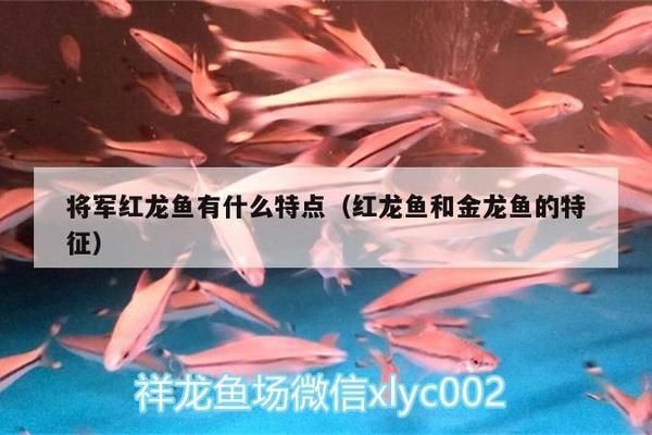紅龍魚和金龍魚的特征是什么意思：紅龍魚與金龍魚的區別
