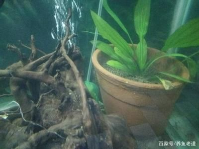 打掃魚(yú)缸的魚(yú)：助清理魚(yú)缸的魚(yú)類(lèi)