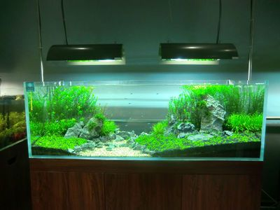 打掃魚(yú)缸的魚(yú)：助清理魚(yú)缸的魚(yú)類(lèi)