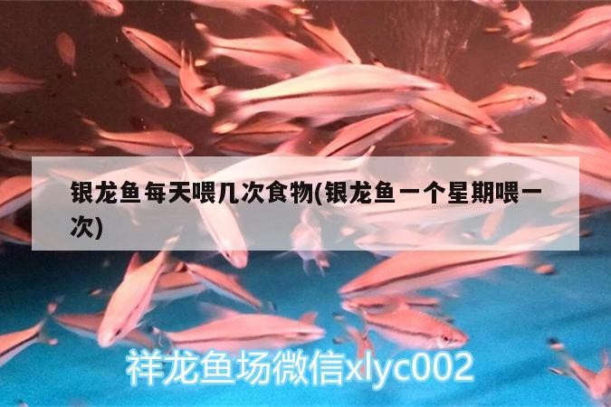 銀龍魚每天喂幾次食物(銀龍魚一個星期喂一次) 銀龍魚每天喂幾次食物(銀龍魚一個星期喂一次) 銀龍魚百科