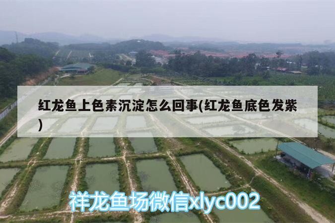 豬鼻龜二級保護動物是什么動物圖片(豬鼻龜是二級保護動物嗎)