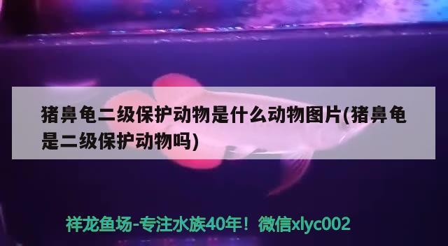 豬鼻龜二級保護動物是什么動物圖片(豬鼻龜是二級保護動物嗎)