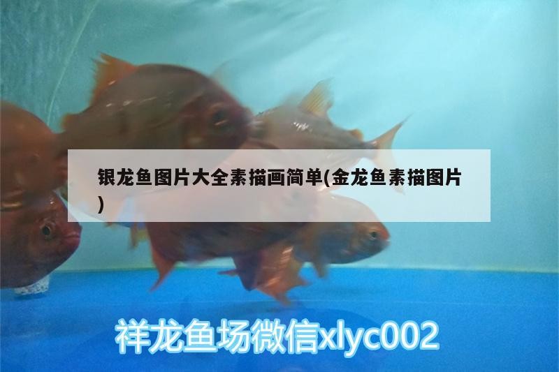 銀龍魚圖片大全素描畫簡單(金龍魚素描圖片)
