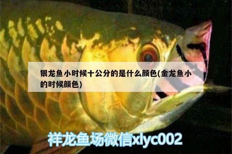 魚(yú)缸 銀龍魚(yú)小時(shí)候十公分的是什么顏色(金龍魚(yú)小的時(shí)候顏色) 銀龍魚(yú)百科 銀龍魚(yú)小時(shí)候十公分的是什么顏色(金龍魚(yú)小的時(shí)候顏色) 銀龍魚(yú)小時(shí)候十公分的是什么顏色(金龍魚(yú)小的時(shí)候顏色) 銀龍魚(yú)百科