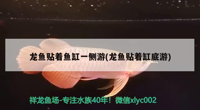 龍魚貼著魚缸一側(cè)游(龍魚貼著缸底游)