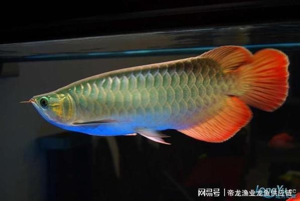 龍魚種類