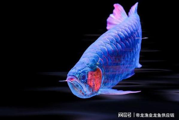 龍魚種類