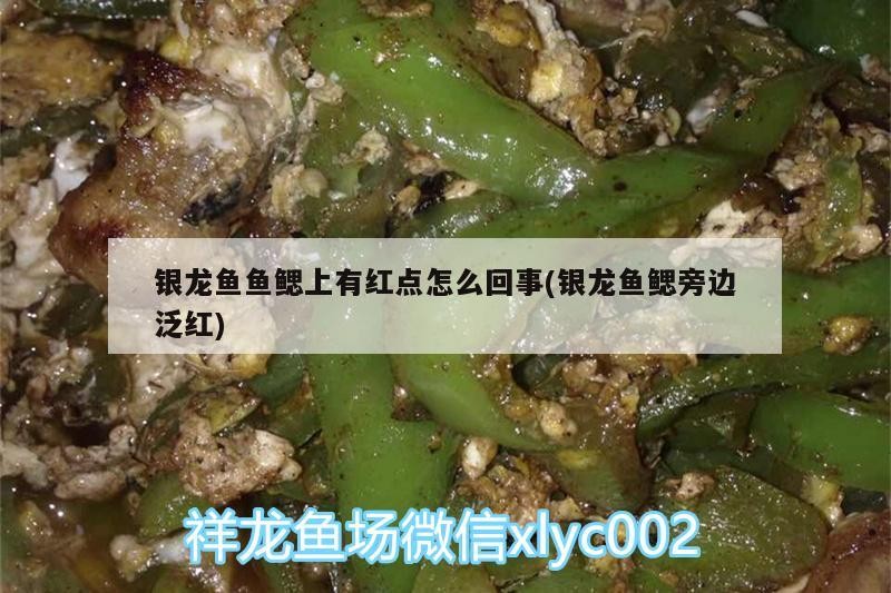 魚缸過濾器選購指南:自制魚缸過濾器魚缸上置過濾器對于養魚愛好者的必備知識 銀龍魚魚鰓上有紅點怎么回事(銀龍魚鰓旁邊泛紅) 銀龍魚百科 銀龍魚魚鰓上有紅點怎么回事(銀龍魚鰓旁邊泛紅) 銀龍魚魚鰓上有紅點怎么回事(銀龍魚鰓旁邊泛紅) 銀龍魚百科