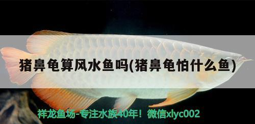豬鼻龜算風水魚嗎(豬鼻龜怕什么魚)