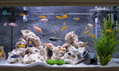 樂山觀賞魚店鋪地址查詢電話（樂山觀賞魚店鋪地址查詢電話號碼）