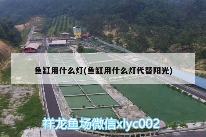 魚缸用什么燈(魚缸用什么燈代替陽光) 魚缸用什么燈(魚缸用什么燈代替陽光) 魟魚百科