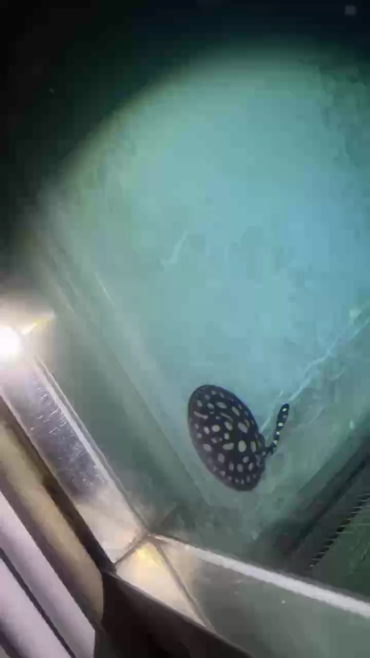 萬(wàn)事皆宜 萬(wàn)事皆宜 龍魚論壇