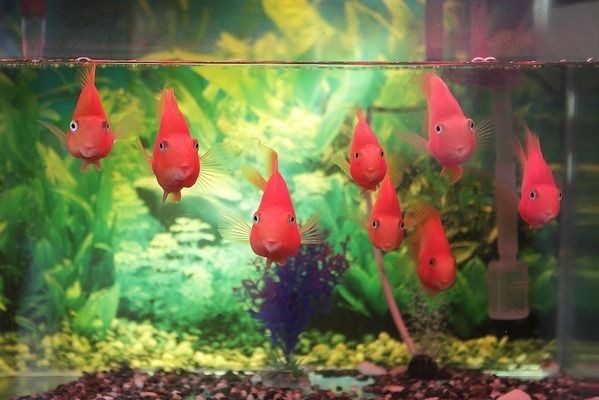 最好的紅龍魚專用燈品牌是：紅龍魚專用燈品牌
