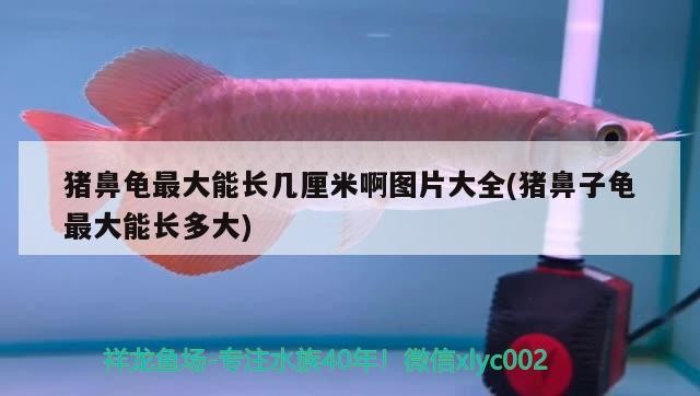 豬鼻龜最大能長幾厘米啊圖片大全(豬鼻子龜最大能長多大)