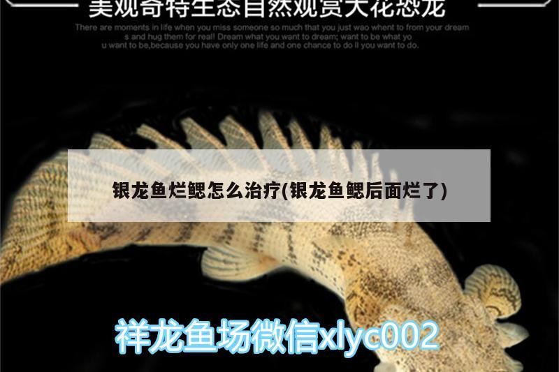 銀龍魚爛鰓怎么治療(銀龍魚鰓后面爛了)
