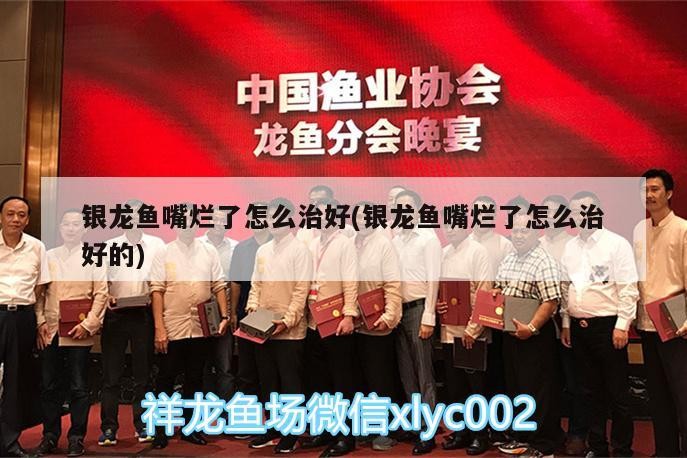 銀龍魚嘴爛了怎么治好(銀龍魚嘴爛了怎么治好的) 銀龍魚嘴爛了怎么治好(銀龍魚嘴爛了怎么治好的) 銀龍魚百科