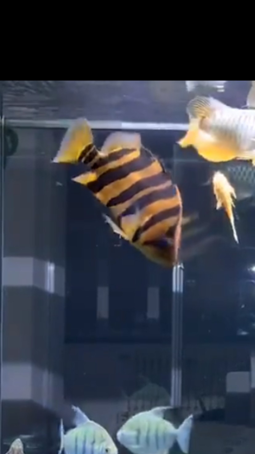 虎魚變色了 虎魚百科 第4張 虎魚變色了 虎魚變色了 虎魚百科 第4張
