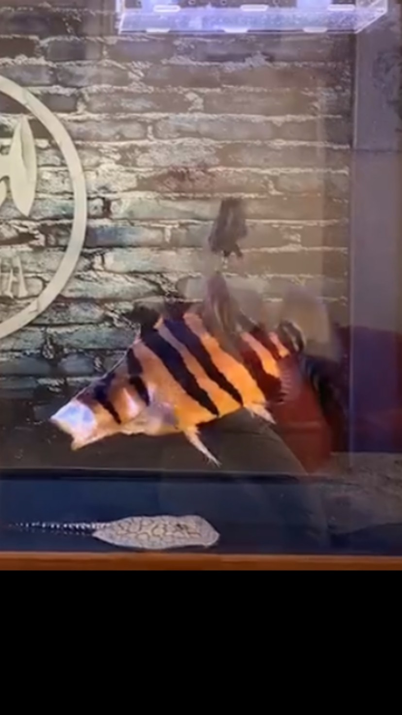 虎魚變色了 虎魚百科 第5張 虎魚變色了 虎魚變色了 虎魚百科 第5張