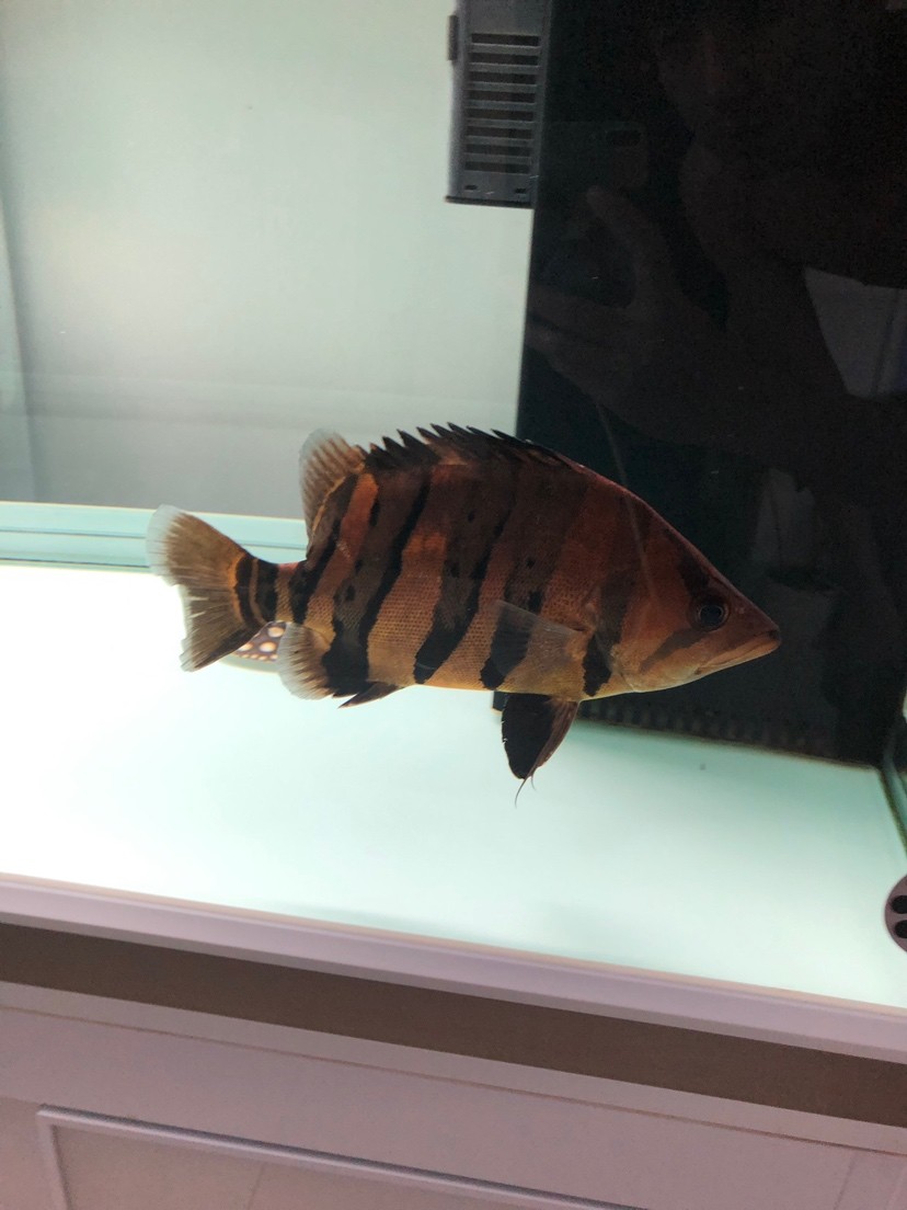 虎魚變色了 虎魚百科 第6張 虎魚變色了 虎魚變色了 虎魚百科 第6張
