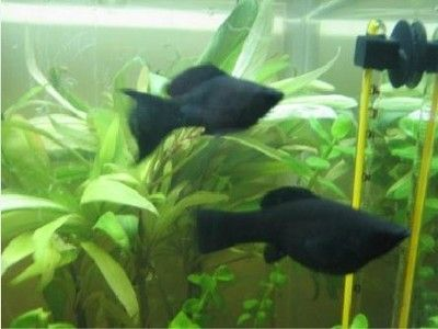 大魚缸觀賞魚排行榜：七星刀魚適合飼養的魚缸觀賞魚缸觀賞魚的起源與演變 大魚缸觀賞魚排行榜：七星刀魚適合飼養的魚缸觀賞魚缸觀賞魚的起源與演變 魚缸百科 第4張
