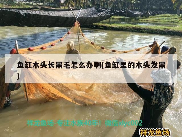 龍魚怕什么 魚缸木頭長黑毛怎么辦啊(魚缸里的木頭發黑) 魟魚百科 魚缸木頭長黑毛怎么辦啊(魚缸里的木頭發黑) 魚缸木頭長黑毛怎么辦啊(魚缸里的木頭發黑) 魟魚百科