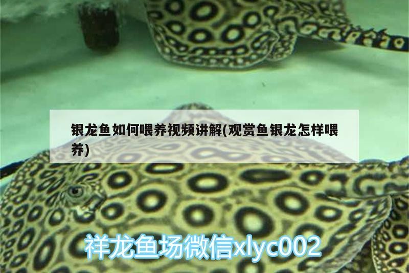 飼料 銀龍魚如何喂養(yǎng)視頻講解(觀賞魚銀龍怎樣喂養(yǎng)) 銀龍魚百科 銀龍魚如何喂養(yǎng)視頻講解(觀賞魚銀龍怎樣喂養(yǎng)) 銀龍魚如何喂養(yǎng)視頻講解(觀賞魚銀龍怎樣喂養(yǎng)) 銀龍魚百科